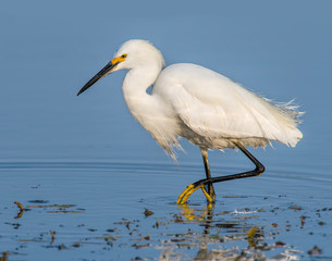 Snowy Egret in water