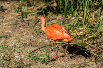 Ibis rouge.