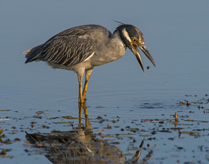 Yellow-crowned Night Heron hunting in shallow water