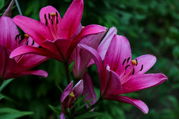 red big lilies on green plants background.