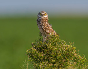 Burrowing Owl