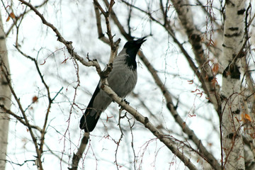 bird on tree