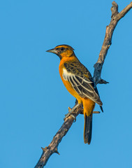 Orchard Oriole on a perch