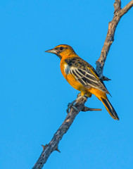 Orchard Oriole on a perch
