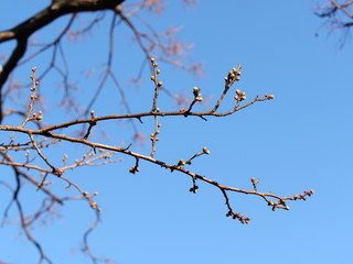 ウメの木