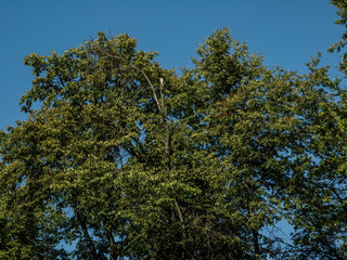 crown of the big lime tree against the blue sky, Moscow