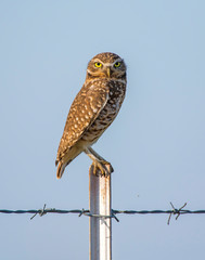 Burrowing Owl