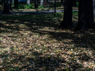 shadows from trees in the Park in summer, Moscow