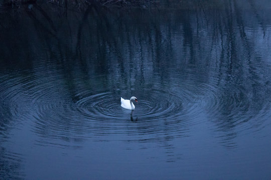 Swan In Lake