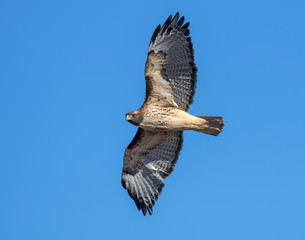Swainson's Hawk in flight