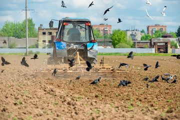 The tractor plows a field and the birds flocked to the arable land