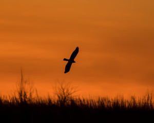 Fototapeta na wymiar A Northern Harrier hunting at sunset