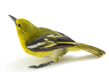 The common iora (Aegithina tiphia) isolated on white background