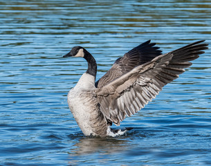 Cananda Goose in the water