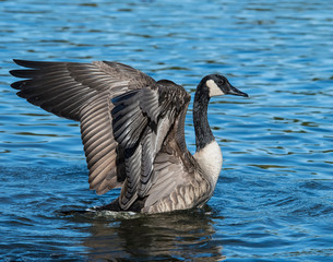 Cananda Goose in the water