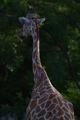 キリン © snowdrop