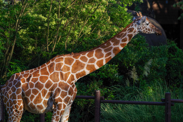 キリン © snowdrop