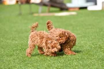 Fototapeta premium トイプードル