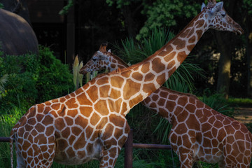 キリン © snowdrop