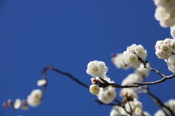 青空と梅の花