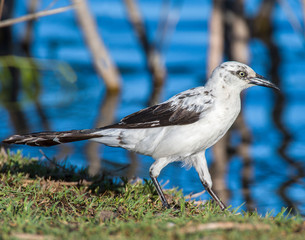 A rare Piebald Great-tailed Grackle in Lawton, Oklahoma