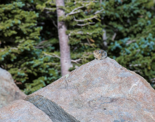 Pika on a rock in the Rocky Mountains