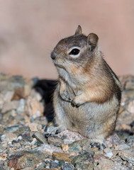 Naklejka na ściany i meble Golden Mantled Ground Squirrel in the Rocky Mountains