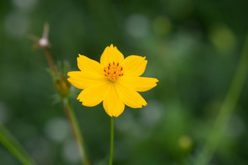 Yellow Cosmos or Sulfur Cosmos Flower.