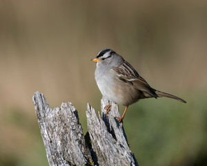 White-crowned Sparrow