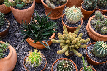 Obraz na płótnie Canvas Group of cacti in brown pots