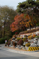 Obraz premium Colorful Red and Orange leaves, autumn season with traditional Korean wall on the background Seoul