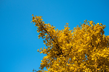 Colorful leaves, autumn season with sky in the background