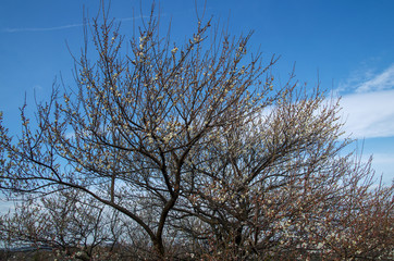 梅の花と青空