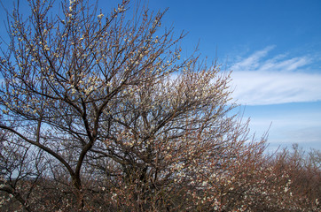 梅の花と青空