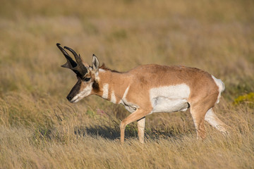 Male Pronghorn on the Prairie