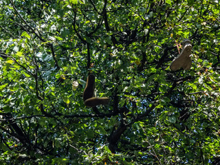 sneakers hang on a tree in summer, Moscow