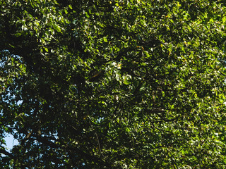 Fototapeta na wymiar sneakers hang on a tree in summer, Moscow