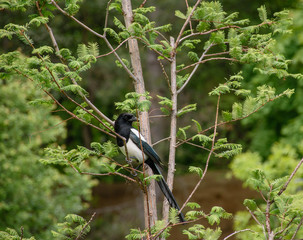 Magpie in the forest perched on a branch 