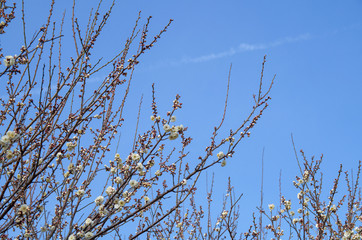 梅の花と青空