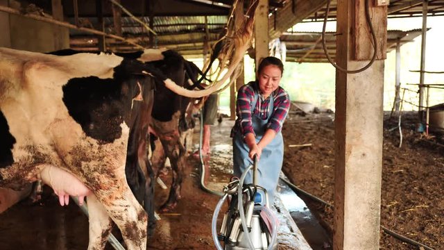 Woman Milking Cow Stock Videos – 14,467 HD & 4K Footage Clips | Adobe Stock