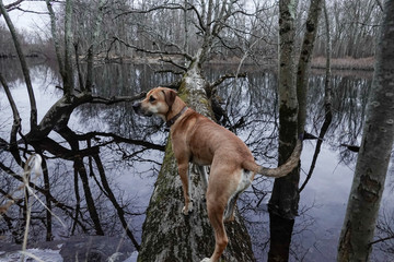 Boston, Massachusetts, A Black mouth cur dog in the woods.