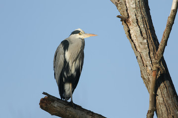 A stunning Grey Heron (Ardea cinerea) perched on a branch high in a tree.