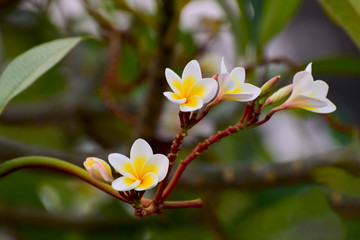 Plumeria flowers are in bloom In the garden, beautiful, natural background