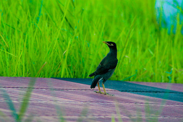 Common myna in the park