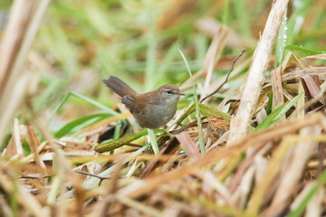 An elusive Cetti's Warbler (Cettia cetti) feeding in a reed bed.