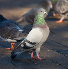 pigeon or dove bird, closeup