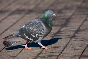 pigeon or dove bird, closeup