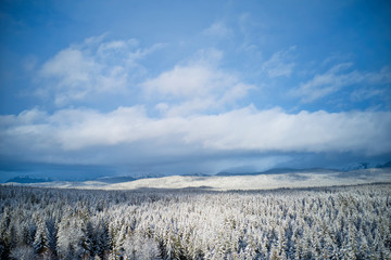 Vast forest after snow