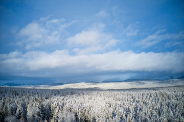 Vast forest after snow