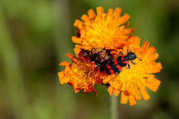 Gemeiner Bienenk&auml;fer auf Habichtskraut